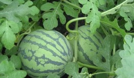 董格格 吃瓜,揭秘娱乐圈幕后故事