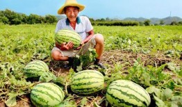 米山舞吃瓜,揭秘娱乐圈的甜蜜与苦涩