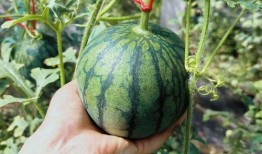 泰科吃瓜,揭秘娱乐圈背后的那些事儿