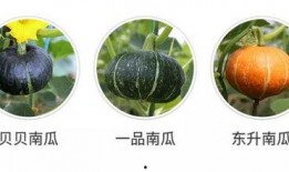 承诺吃瓜,揭秘那些令人期待的承诺吃瓜大事件