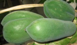 贵州吃瓜女,揭秘贵州美食背后的故事