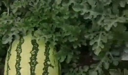 现在吃瓜基地,探寻网络热点的幕后真相