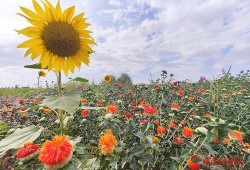 瓜州红花怎么吃,解锁独特风味烹饪秘籍