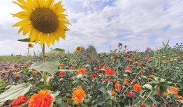 瓜州红花怎么吃,解锁独特风味烹饪秘籍