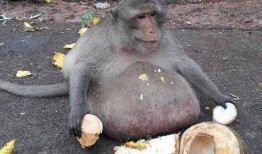 萌猴吃瓜日常记录,每日吃瓜趣事大盘点