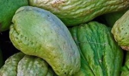 百吃不厌的瓜,探寻夏日消暑美食的秘密