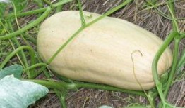 冬瓜吃瓜视频,趣味横生的瓜界奇遇记