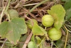 河边野瓜可以吃吗,可食用还是危险物？揭秘其安全性