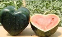 最近甘肃吃瓜新闻,揭秘背后真相与网络舆论风暴