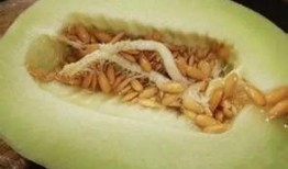 吃瓜过敏啊,揭秘瓜类食物背后的过敏之谜