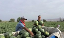 国家吃瓜排名,揭秘各地瓜果美食争霸盛况