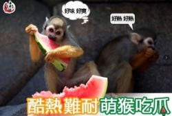 萌猴吃瓜日常记录,每日吃瓜趣事大盘点