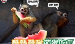 萌猴吃瓜日常记录,每日吃瓜趣事大盘点