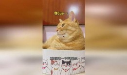 猫少爷吃瓜,猫少爷的瓜田奇遇记