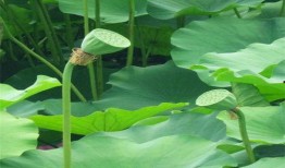 瓜里养虫子吃,探究自然界的奇妙共生现象