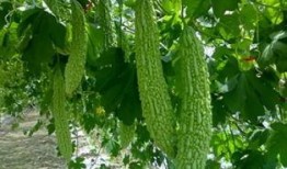 吃瓜里面是啥虫子,探寻瓜果中的自然奥秘