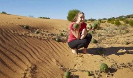 大漠瓜客免费吃瓜在线,免费吃瓜的奇幻之旅