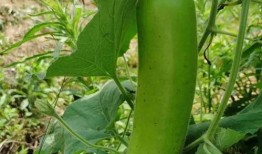 晚上吃瓜的视频,揭秘娱乐圈幕后故事