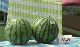 闽师专专吃瓜,揭秘校园里的“吃瓜”文化现象