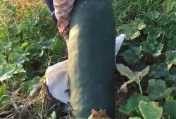 吃的都是烂瓜,探寻食物的独特魅力