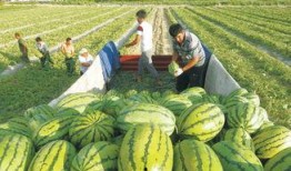 马杨吃大瓜,揭秘娱乐圈幕后故事