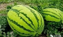 马杨吃大瓜,揭秘娱乐圈幕后故事