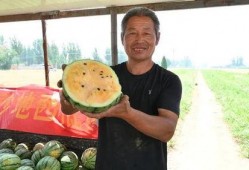 最新雄县吃瓜视频,一场全民参与的乡村盛宴