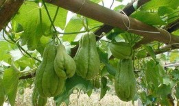 佛手瓜吃瓜季节,时令美味，尽享自然之馈赠”