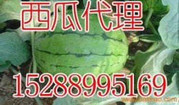 安丘贾戈吃瓜,一场吃瓜盛宴背后的故事