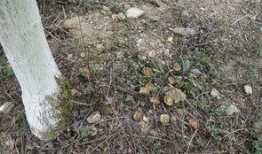 防止老鼠吃瓜,守护丰收的秘密武器