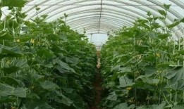 大棚大瓜怎么吃,解锁美味新境界