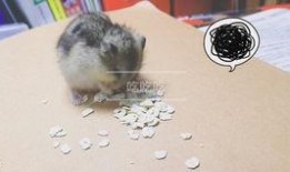 仓鼠吃瓜动图,仓鼠萌动瞬间