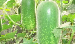 吃瓜超有料51,娱乐圈幕后真相大曝光