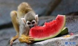 萌猴吃瓜日常记录,每日吃瓜趣事大盘点