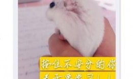 防止老鼠吃瓜,守护丰收的秘密武器