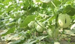 瓜州红花怎么吃,解锁独特风味烹饪秘籍