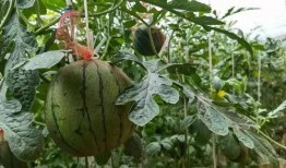 现在吃瓜基地,探寻网络热点的幕后真相