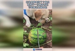 帮助小狗吃瓜,帮助小狗快乐吃瓜记