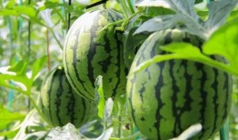 免费吃瓜途径,轻松解锁美食盛宴的秘密通道