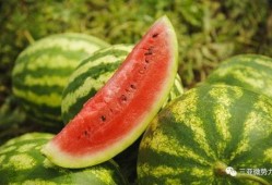 吃瓜去海南,一场说走就走的吃瓜盛宴