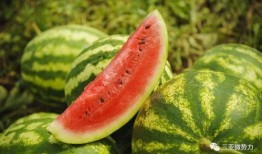 吃瓜去海南,一场说走就走的吃瓜盛宴