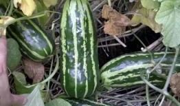 圆绿瓜怎么吃,探索美味与营养的完美融合