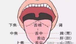 吃白瓜舌头痛,舌尖疼痛背后的饮食之谜