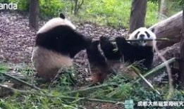 小芳国宝吃瓜,揭秘娱乐圈幕后故事