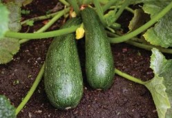 秋不食瓜怎么吃,告别“秋不食瓜”，探索秋季健康饮食新选择