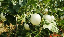 主播吃小瓜蜜瓜视频,甜蜜滋味引网友热议