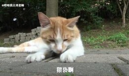 防止老鼠吃瓜,守护丰收的秘密武器