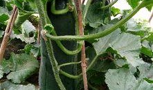 大棚大瓜怎么吃,解锁美味新境界