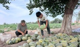 国家吃瓜排名,揭秘各地瓜果美食争霸盛况