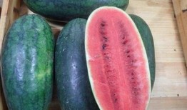 吃瓜去海南,一场说走就走的吃瓜盛宴